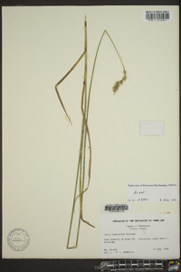 Carex argyrantha image