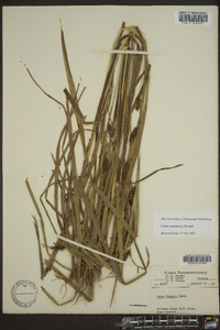 Carex aureolensis image