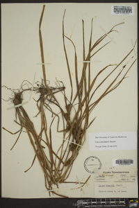 Carex aureolensis image