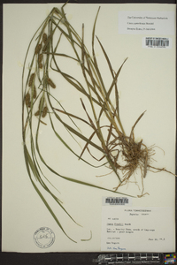 Carex aureolensis image