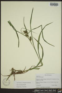 Carex aureolensis image