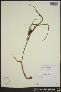 Carex aureolensis image