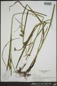 Carex aureolensis image