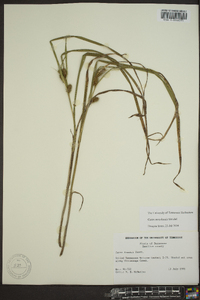 Carex aureolensis image