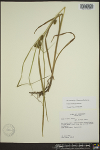 Carex aureolensis image