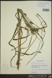 Carex aureolensis image