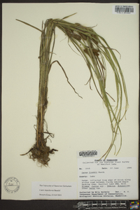 Carex aureolensis image