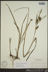 Carex aureolensis image