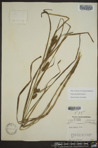 Carex aureolensis image