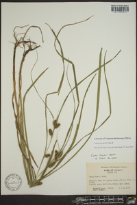 Carex aureolensis image