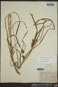 Carex aureolensis image