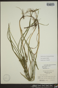 Carex aureolensis image