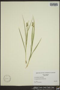 Carex austrina image