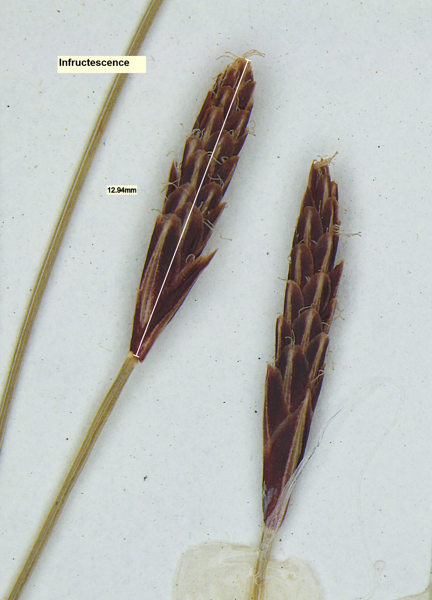 Carex austrocaroliniana image