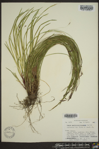 Carex austrocaroliniana image