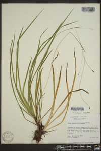 Carex austrocaroliniana image