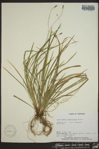 Carex austrocaroliniana image