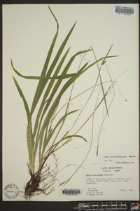 Carex austrocaroliniana image