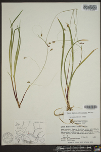 Carex austrocaroliniana image