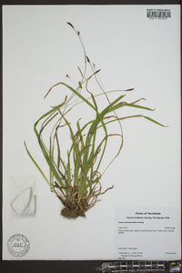 Carex austrocaroliniana image