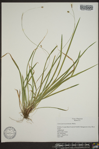 Carex austrocaroliniana image