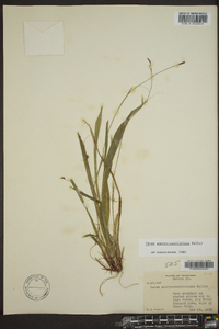 Carex austrocaroliniana image