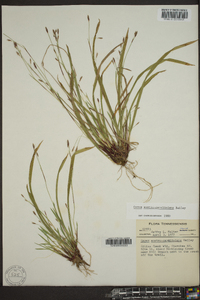 Carex austrocaroliniana image