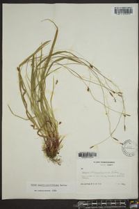 Carex austrocaroliniana image