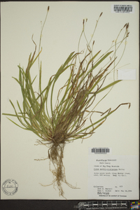 Carex austrocaroliniana image