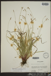 Carex austrocaroliniana image