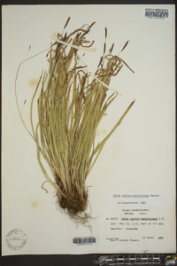 Carex austrocaroliniana image