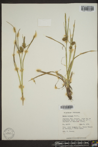 Carex baileyi image