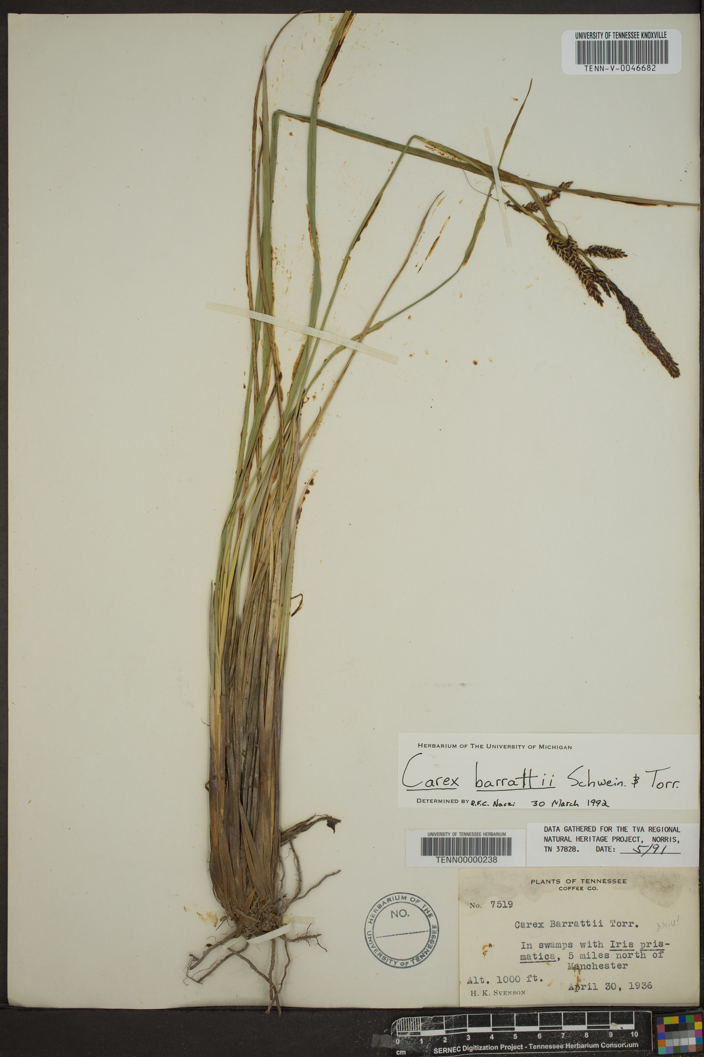 Carex barrattii image