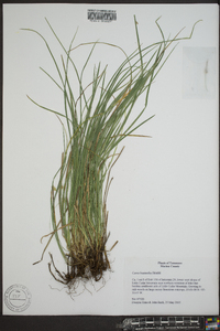 Carex basiantha image