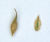 Carex basiantha image