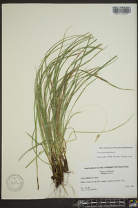 Carex basiantha image