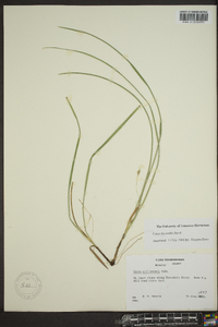 Carex basiantha image