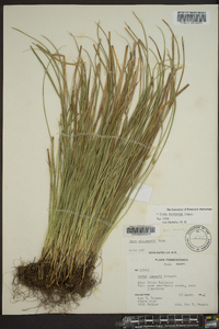 Carex basiantha image