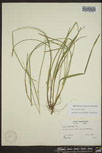 Carex basiantha image