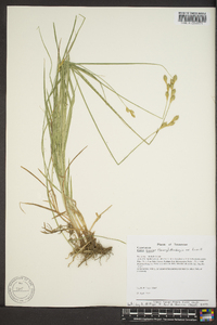 Carex brevior image