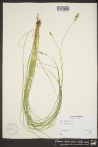 Carex bromoides image