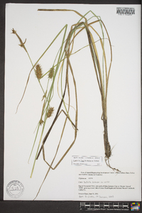 Carex bullata image