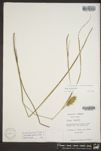 Carex bullata image