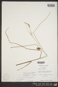 Carex bullata image