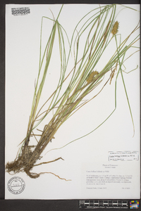 Carex bullata image