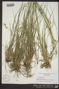 Carex bushii image