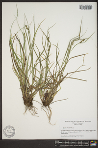 Carex bushii image