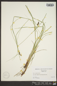 Carex caroliniana image