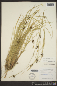 Carex caroliniana image