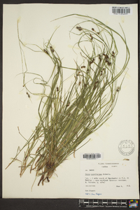 Carex caroliniana image